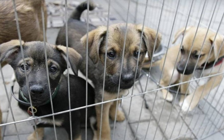 Zbiórka Karma dla bezdomnych psów Opole - zdjęcie główne