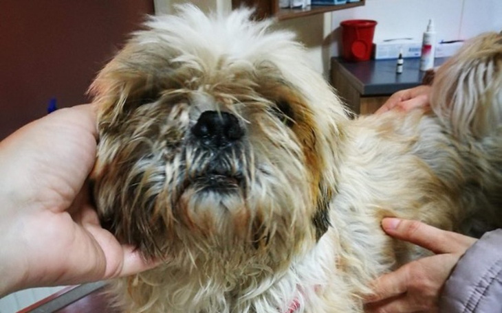 Zbiórka Stary shih tzu ? Na ulice z nim! - zdjęcie główne