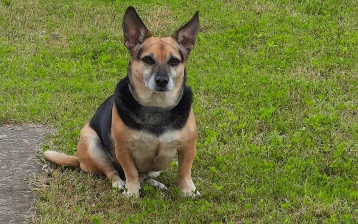 Zbiórka Ratujmy kochaną Felę - zdjęcie główne