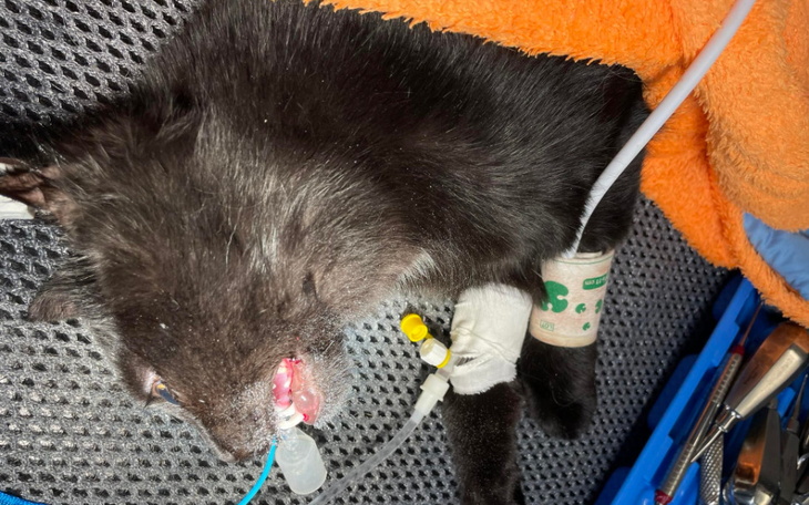 Zbiórka Czy to wyrok. - zdjęcie główne