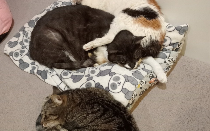 Zbiórka Przetrwamy... - zdjęcie główne