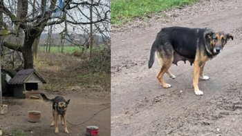 Zbiórka Na leczenie odebranych suczek - miniaturka zdjęcia