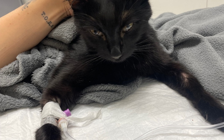 Zbiórka Kot zachorował - zdjęcie główne