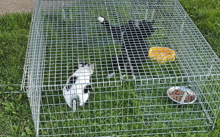 Kochane zwierzęta w adopcyjnej akcji