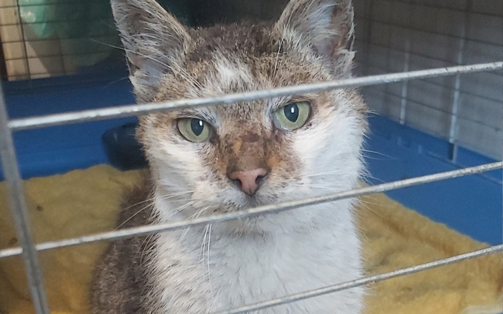 Zbiórka Leczenie kota z ulicy - zdjęcie główne