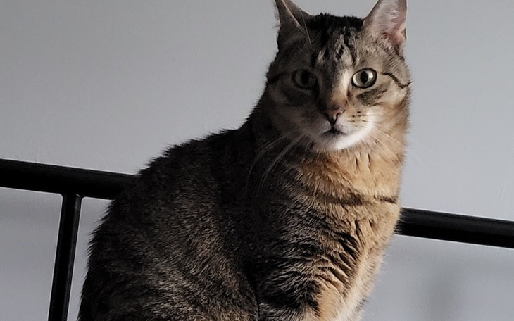 Kot o prążkowanej sierści, patrzący w obiektyw.