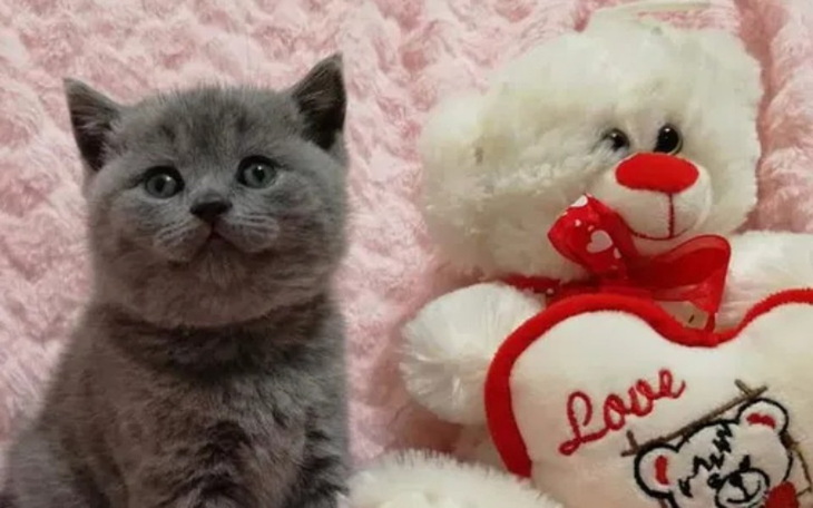 Zbiórka Zbieram na mojego kota marzenie - zdjęcie główne