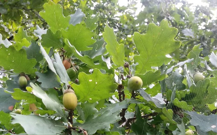 Zbiórka Ucieczka w bieszczady - zdjęcie główne