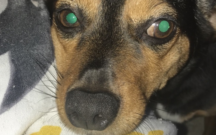 Zbliżenie na psa z zielonymi oczami, leżącego na poduszce.