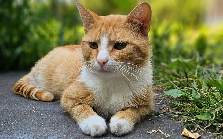 Zbiórka Chcę pomóc Williamowi - zdjęcie główne