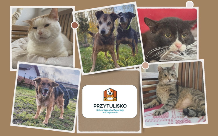 Kolaż zdjęć zwierząt w schronisku dla zwierząt.