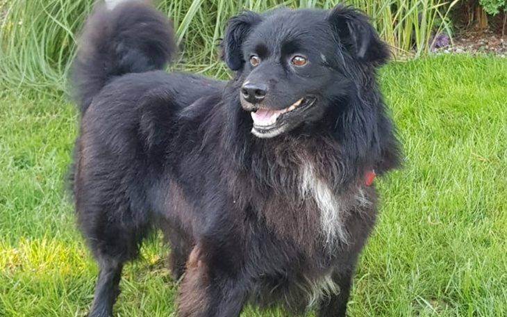 Zbiórka Na pieski zamiast kwiatów - zdjęcie główne