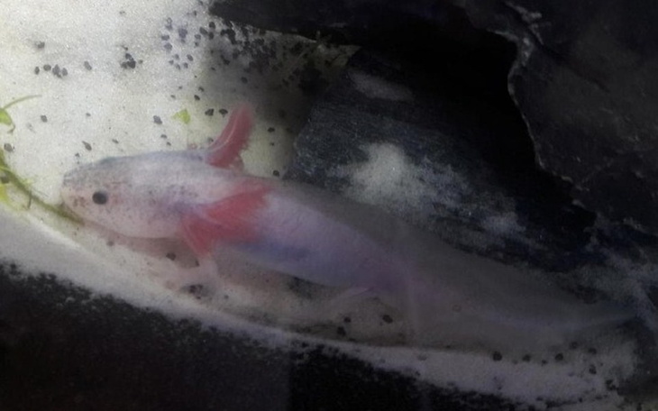 Zbiórka Spełnienie marzeń/zwierzaki! - zdjęcie główne