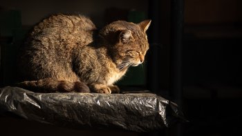 Zbiórka Posiłki dla kotów z ROD - miniaturka zdjęcia