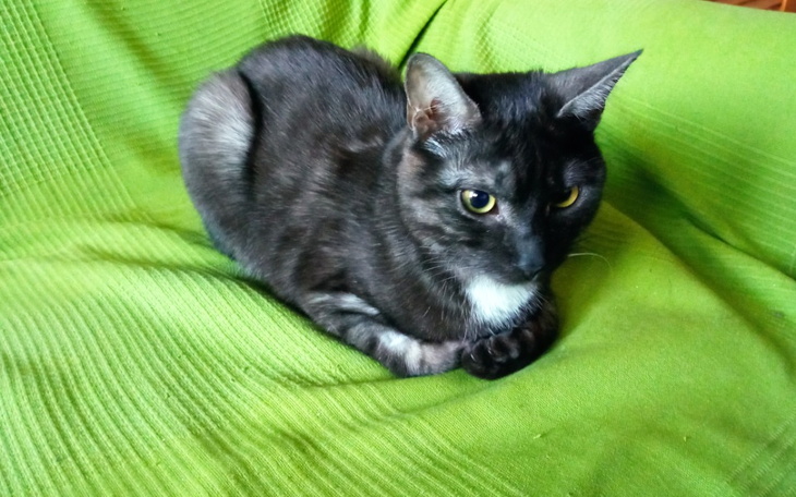 Zbiórka Na leczenie Leto - zdjęcie główne