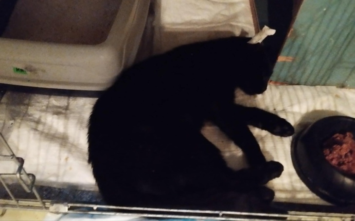 Zbiórka Pomagamy bezdomnym kotom przetrw - zdjęcie główne