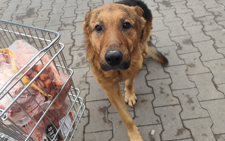 Pies w pobliżu koszyka z jedzeniem na chodniku.