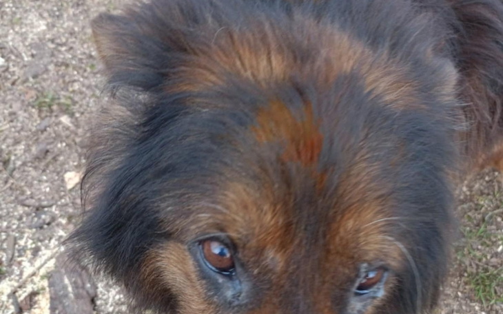 Zbliżenie na psa z brązowym futrem.