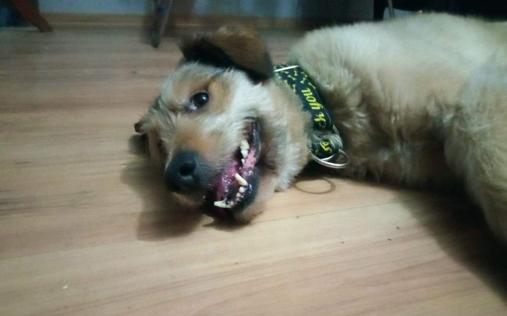 Zbiórka Kastracja Ariego - zdjęcie główne