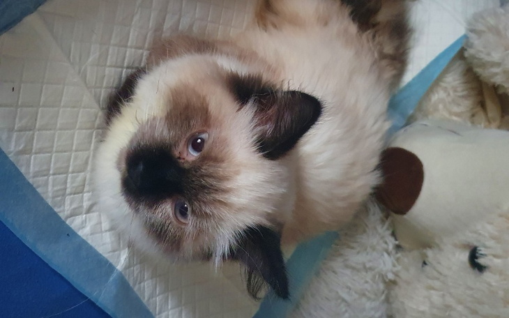 Zbiórka Na Czarusia - zdjęcie główne