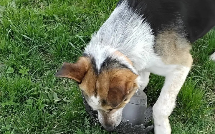 Pies bawiący się na trawie, pełen energii.