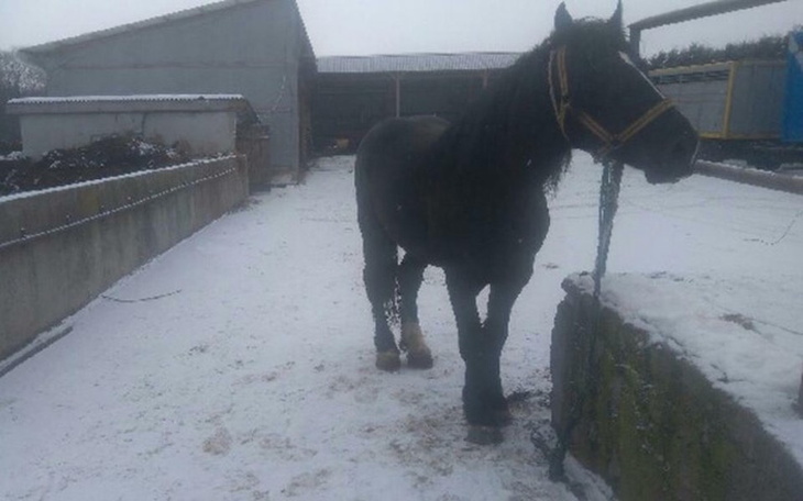 Zbiórka Uratowanie karego ogierka - zdjęcie główne