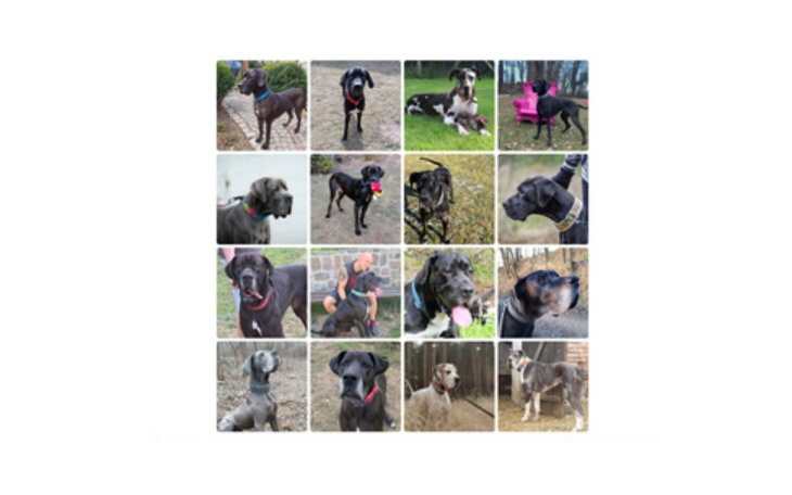 Zbiórka Ciułamy na dogi - zdjęcie główne