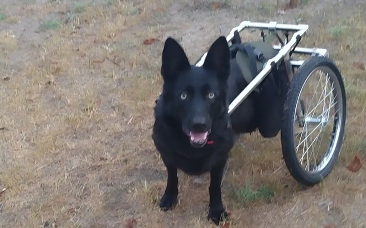 Zbiórka Adel straciła możliwość chodzic - zdjęcie główne