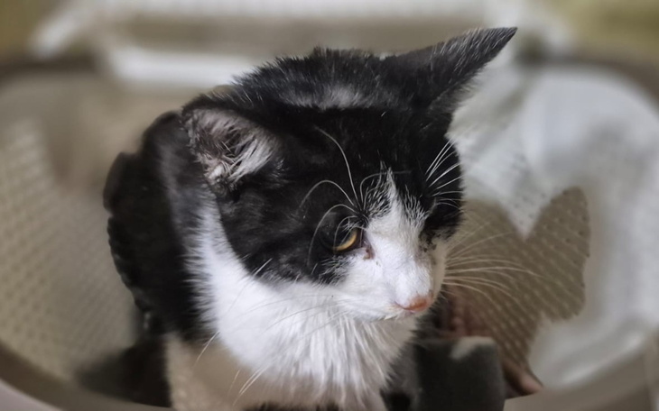 Czarnobiały kot siedzący w koszu, z ciekawym wyrazem twarzy.