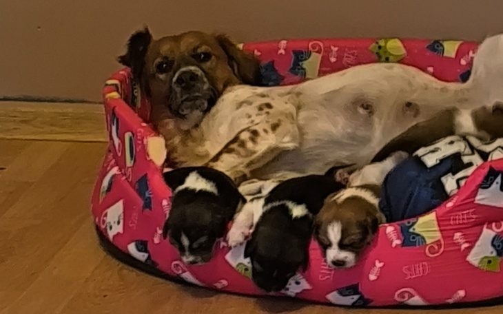 Zbiórka Dla suni i szczeniakow na pokarm - zdjęcie główne