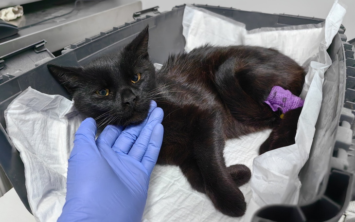 Czarny kot leży w transporterze, z ręką weterynarza obok.