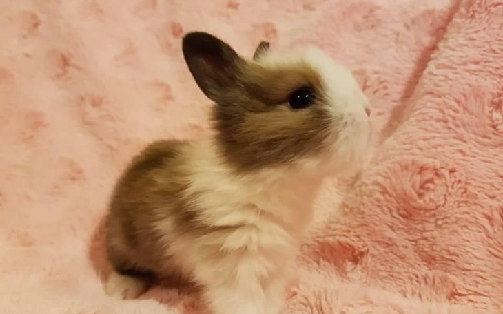 Zbiórka Królicze maluchy w potrzebie <3 - zdjęcie główne