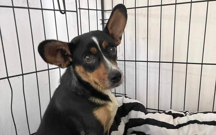 Zbiórka Tinka zbiera na weta - zdjęcie główne