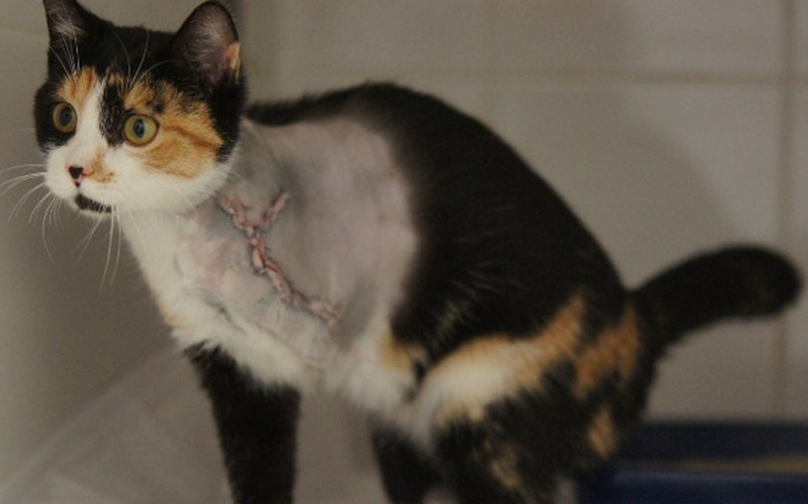 Zbiórka Adelka - zdjęcie główne