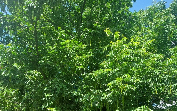 Zielone liście drzew w słoneczny dzień, pełne życia i energii.