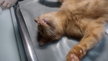 Zbiórka Na pomoc bezdomniakom - miniaturka zdjęcia