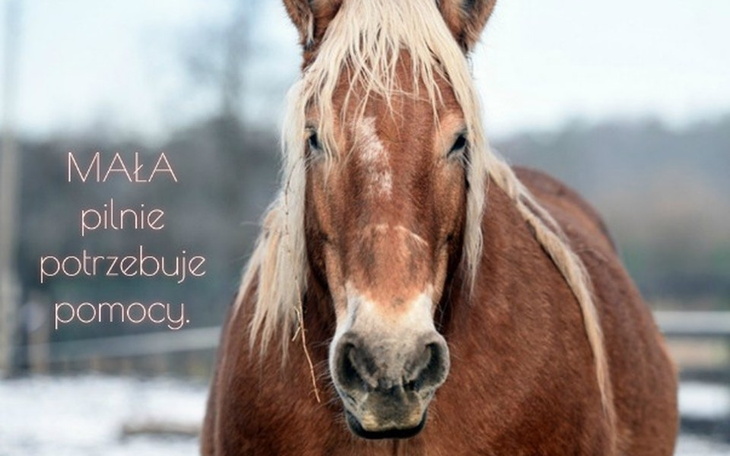 Zbiórka Mała pilnie potrzebuje pomocy. - zdjęcie główne