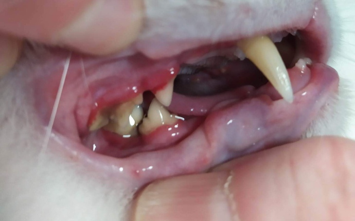 Zbiórka Bolące zęby kota Ptysia - zdjęcie główne