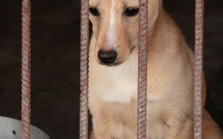 Pies siedzący za kratami, smutny i czekający na nowy dom.