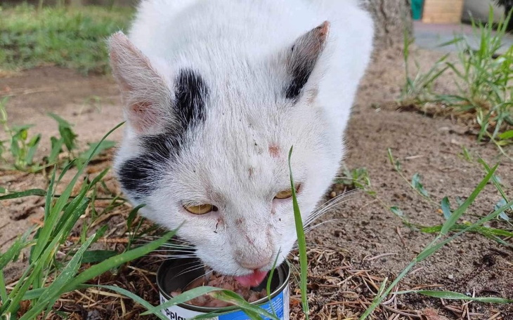Zbiórka Na pomoc Batoremu - zdjęcie główne