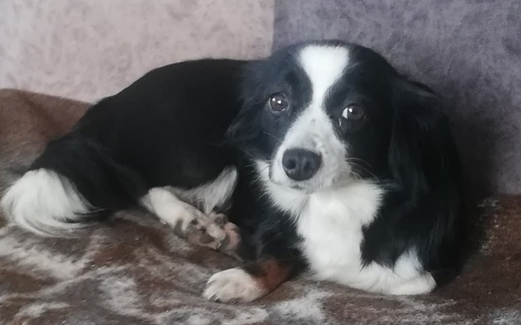 Zbiórka Na potrzeby pieska - zdjęcie główne