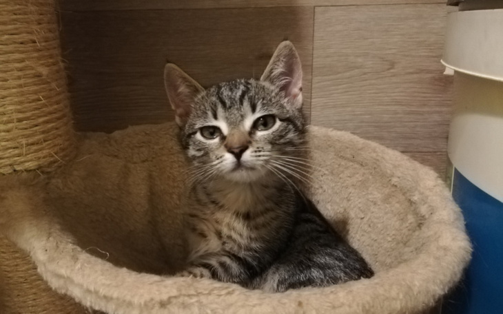 Zbiórka 2 dni ogrzewania kociarni e15 - zdjęcie główne