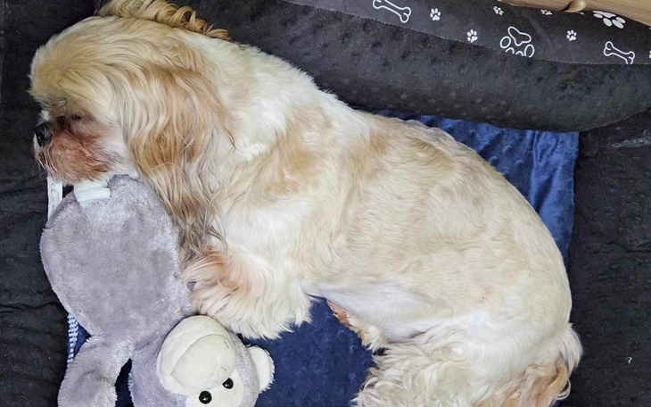 Pies śpiący na poduszce, przytulony do pluszaka.