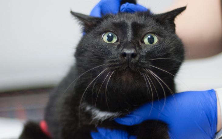 Zbiórka Wystraszony Binguś - zdjęcie główne