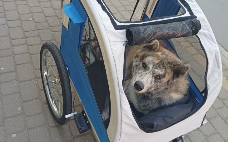 Pies w wózku rowerowym, patrzący z zainteresowaniem.