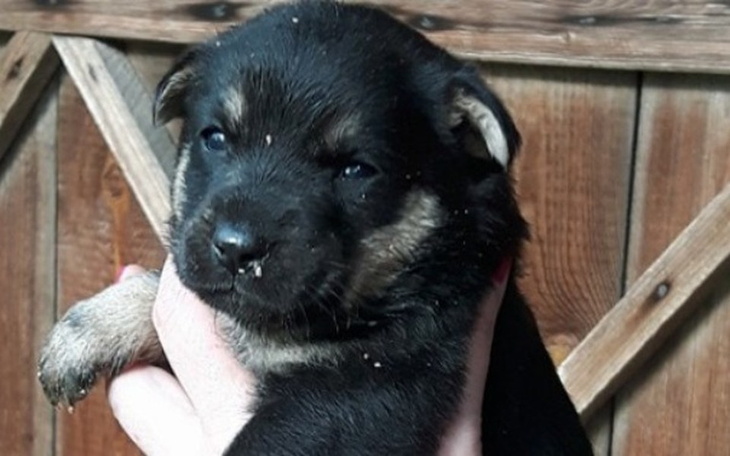Szczeniak trzymany w rękach, z czarnym futrem.