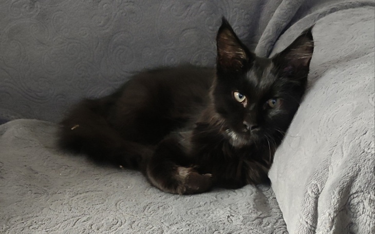 Zbiórka Ciapek kot walczący o życie - zdjęcie główne