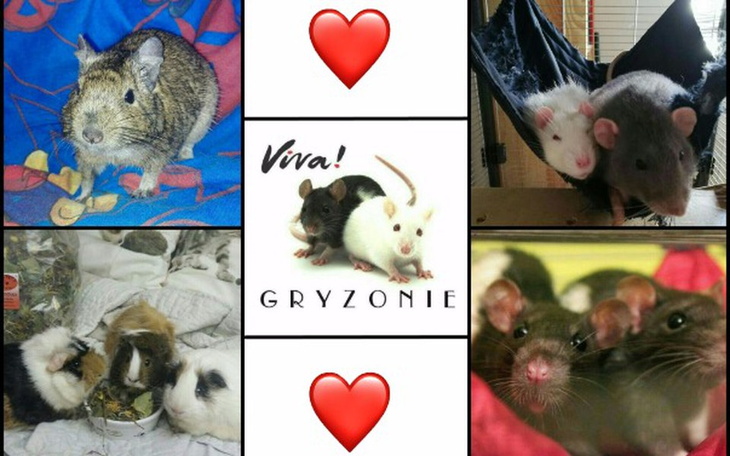 Zbiórka Pomoc Viva Gryzonie - zdjęcie główne