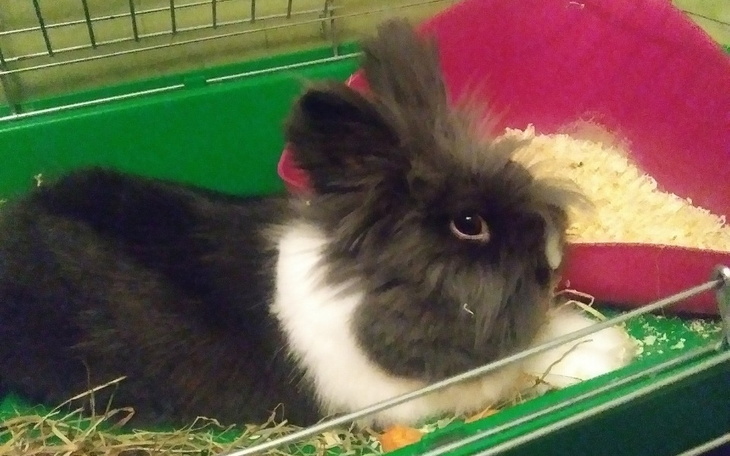 Zbiórka Zbiorka na operacje,wizyty - zdjęcie główne