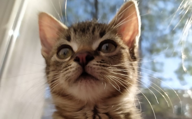 Zbiórka Urodziny Ewy z Kociarnią - zdjęcie główne